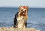 YORKSHIRE TERRIER 324